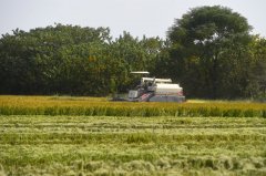 澳门球盘网址_澳门球盘网站_澳门球盘官网_浙江湖州：水稻秋收进行时